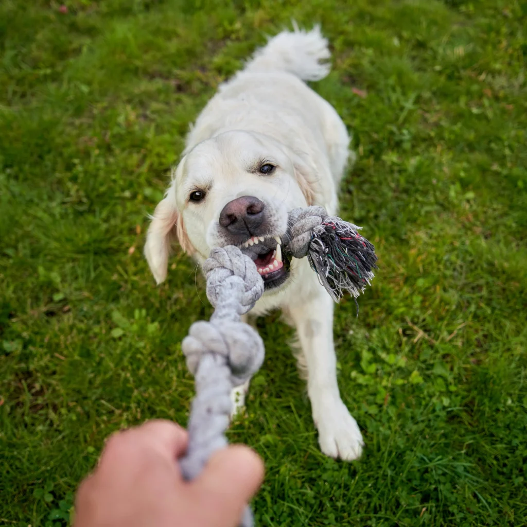 Un cane bianco gioca in giardino con una corda tra i denti, tirandola.